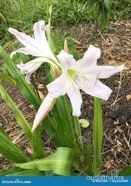 Crinum latifolium flower5.jpg